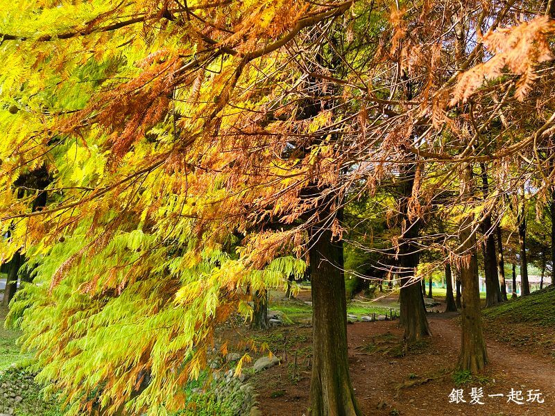 羅東運動公園東丘落羽松