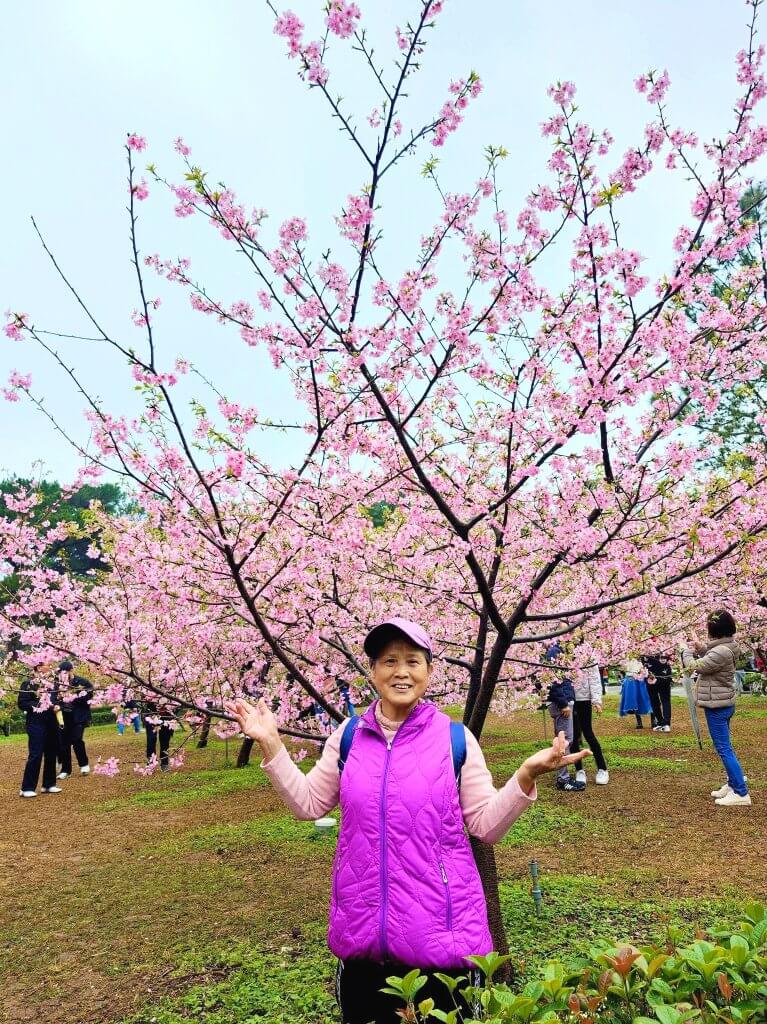 中央大學櫻花松櫻季
