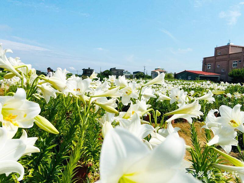 白千層鐵砲百合花園