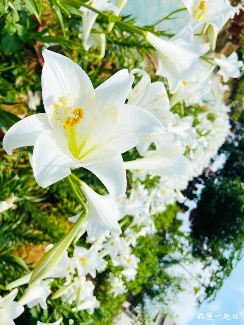 白千層鐵砲百合花園