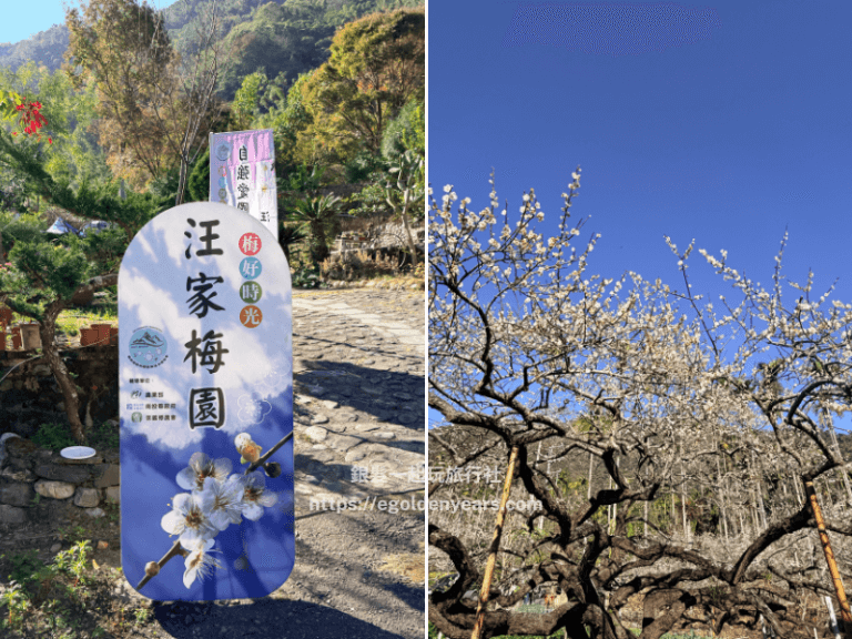 南投信義賞梅｜汪家休閒梅園：牛稠坑最大梅園秘境！近百株超過50年老梅樹，佛心免門票參觀 - 銀髮一起玩